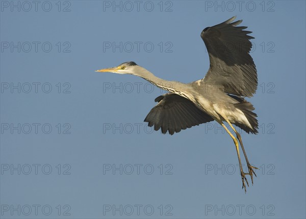 Close up of Grey Heron in flight, Marievale Bird Sanctuary, South Africa. Date : 2008