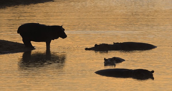 Silhouette of hippopotamus, Greater Kruger National Park, South Africa. Date : 2008