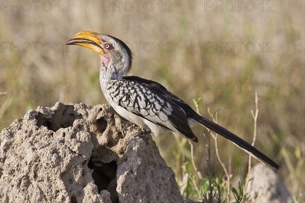 Close up of bird, Greater Kruger National Park, South Africa. Date : 2008