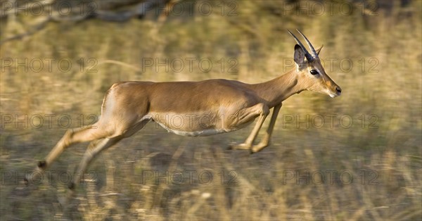 Impala jumping, Greater Kruger National Park, South Africa. Date : 2008