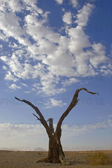 Dead tree, Namib Desert, Namibia, Africa. Date : 2008