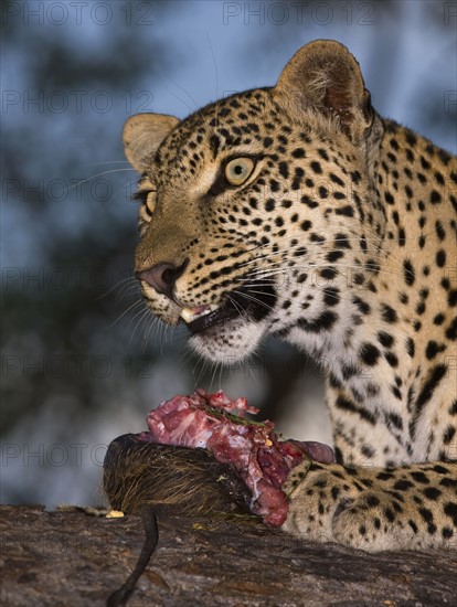 Leopard eating, Greater Kruger National Park, South Africa. Date : 2008