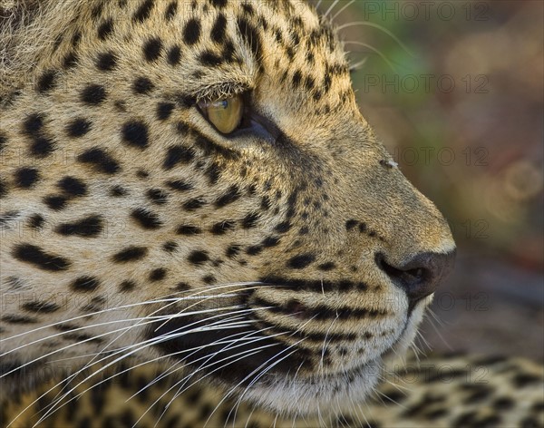 Close up of Leopard, Greater Kruger National Park, South Africa. Date : 2008