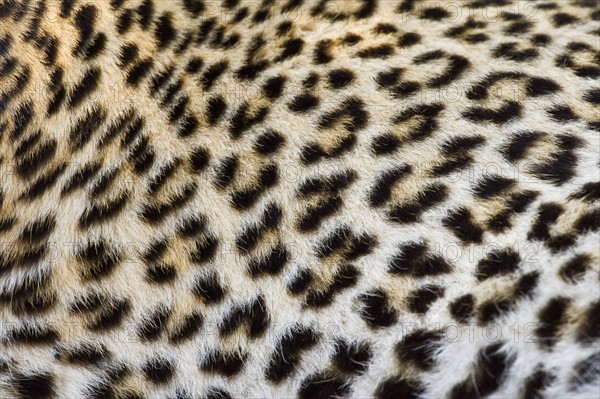 Close up of Leopard, Greater Kruger National Park, South Africa. Date : 2008