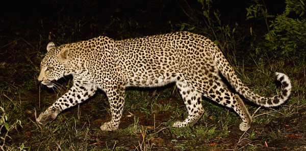 Leopard walking, Greater Kruger National Park, South Africa. Date : 2008
