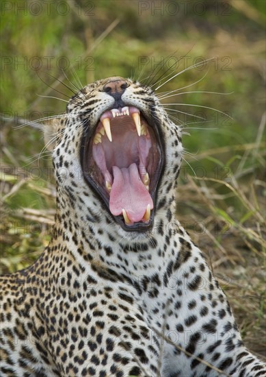 Leopard yawning, Greater Kruger National Park, South Africa. Date : 2008