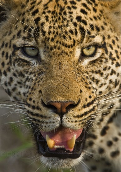 Close up of Leopard, Greater Kruger National Park, South Africa. Date : 2008