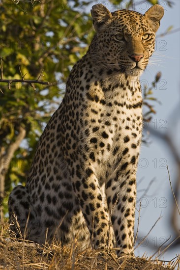 Close up of Leopard, Greater Kruger National Park, South Africa. Date : 2008