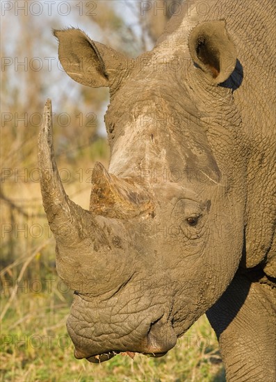 Close up of White Rhinoceros, Greater Kruger National Park, South Africa. Date : 2008