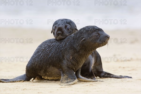 Baby South African Fur Seals on sand, Namibia, Africa. Date : 2008