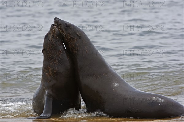 South African Fur Seals in water, Namibia, Africa. Date : 2008