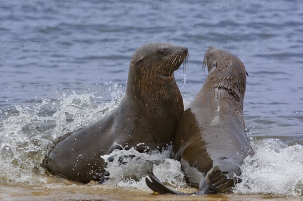 South African Fur Seals in water, Namibia, Africa. Date : 2008