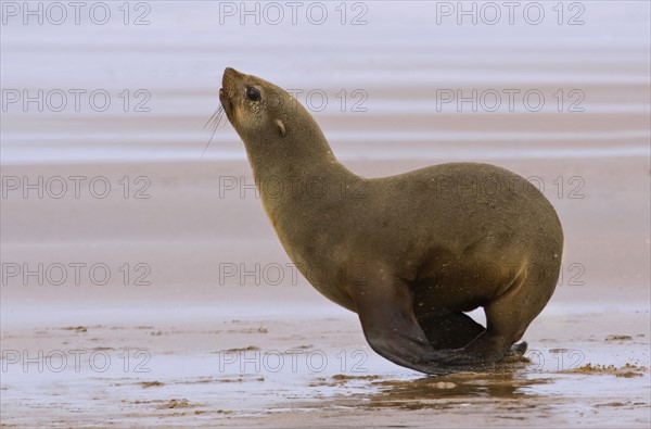South African Fur Seal on sand, Namibia, Africa. Date : 2008