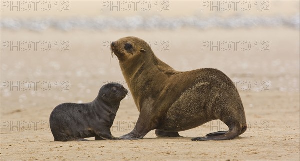 South African Fur Seal, mother and baby, Namibia, Africa. Date : 2008
