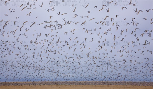 Flock of Damara Terns in flight, Namibia, Africa. Date : 2008
