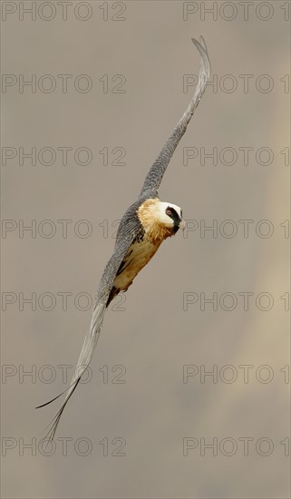 Close up of Lammergeier (Bearded Vulture) in flight, Drakensberg Mountain Range, South Africa. Date : 2008