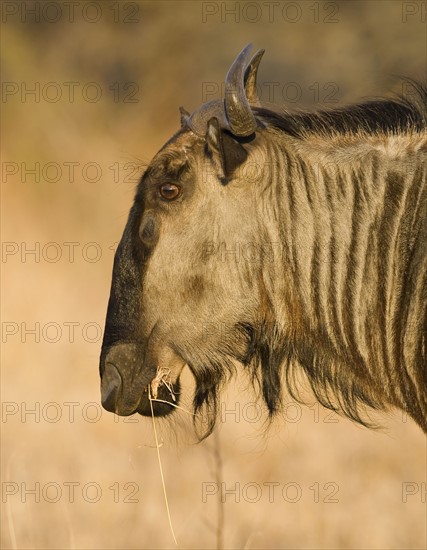 Close up of Blue Wildebeest (Brindled Gnu), Greater Kruger National Park, South Africa. Date : 2008