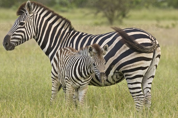 Mother and baby Plains Zebra, Greater Kruger National Park, South Africa. Date : 2008