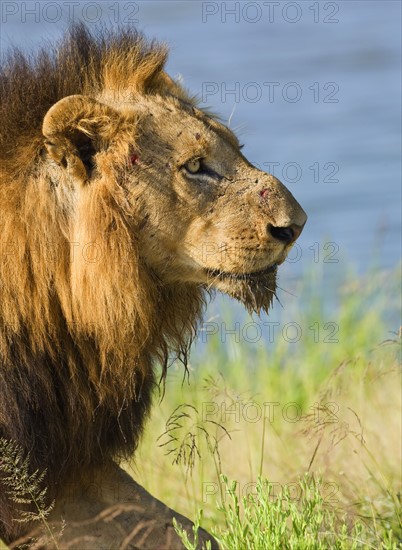 Close up of male lion, Greater Kruger National Park, South Africa. Date : 2008