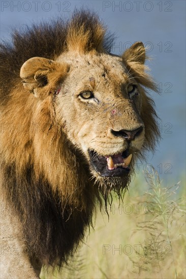 Close up of male lion, Greater Kruger National Park, South Africa. Date : 2008