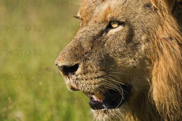 Close up of male lion, Greater Kruger National Park, South Africa. Date : 2008