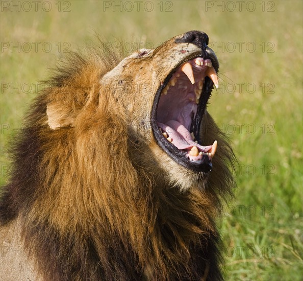 Male lion yawning, Greater Kruger National Park, South Africa. Date : 2008