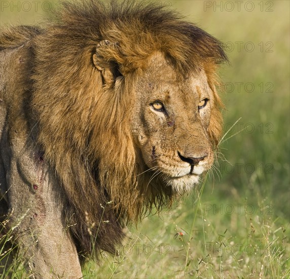 Close up of male lion, Greater Kruger National Park, South Africa. Date : 2008