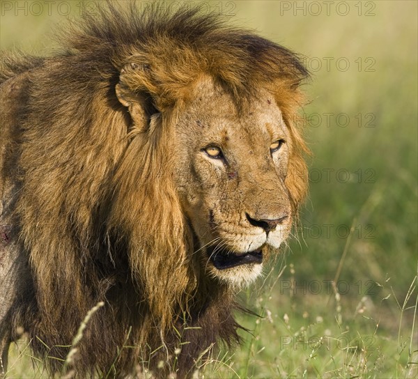 Close up of male lion, Greater Kruger National Park, South Africa. Date : 2008