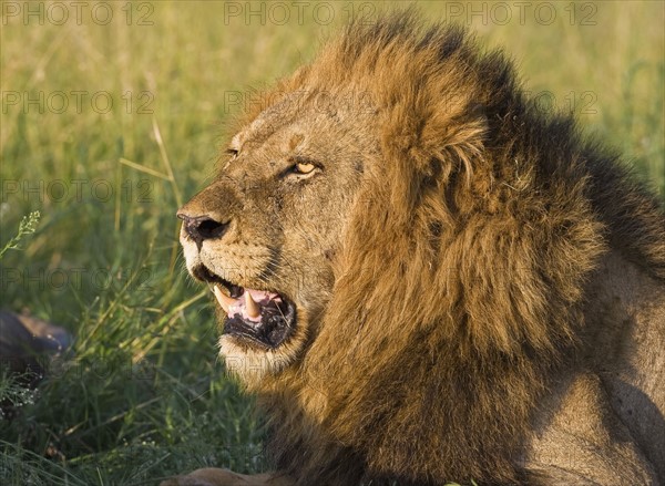 Close up of male lion, Greater Kruger National Park, South Africa. Date : 2008