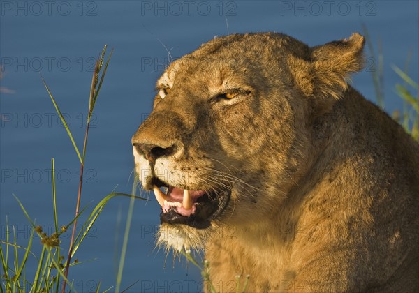 Close up of female lion, Greater Kruger National Park, South Africa. Date : 2008