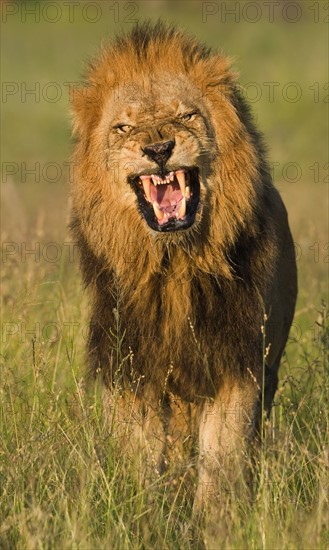 Male lion roaring, Greater Kruger National Park, South Africa. Date : 2008