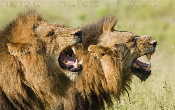 Male lions roaring, Greater Kruger National Park, South Africa. Date : 2008