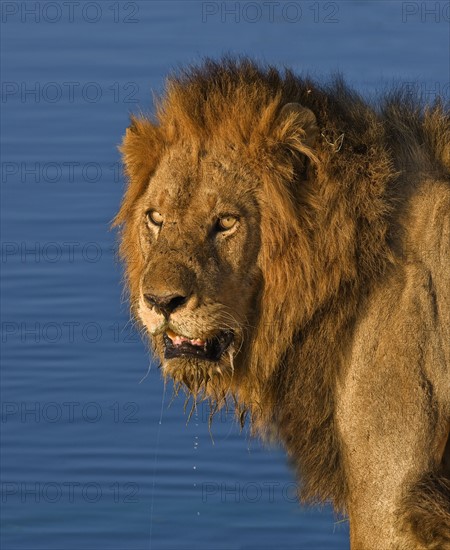 Close up of male lion, Greater Kruger National Park, South Africa. Date : 2008