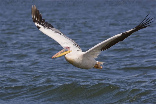 Great White Pelican flying over water, Namibia, Africa. Date : 2008