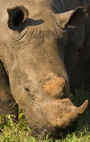 Close up of White Rhinoceros, Greater Kruger National Park, South Africa. Date : 2008