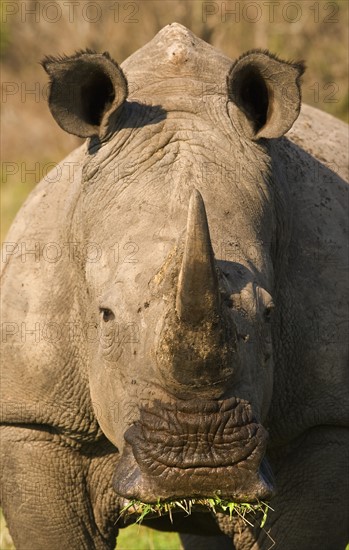 Close up of White Rhinoceros, Greater Kruger National Park, South Africa. Date : 2008