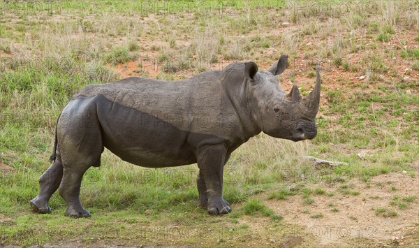 Close up of White Rhinoceros, Greater Kruger National Park, South Africa. Date : 2008