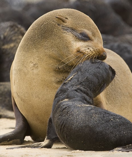 South African Fur Seal, mother and baby, Namibia, Africa. Date : 2008