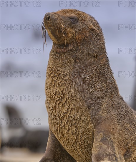 Close up of South African Fur Seal, Namibia, Africa. Date : 2008