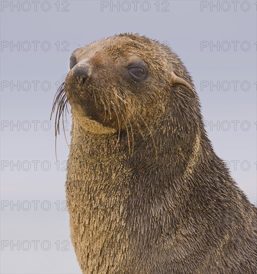 Close up of South African Fur Seal, Namibia, Africa. Date : 2008