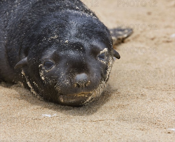 Close up of baby South African Fur Seal, Namibia, Africa. Date : 2008