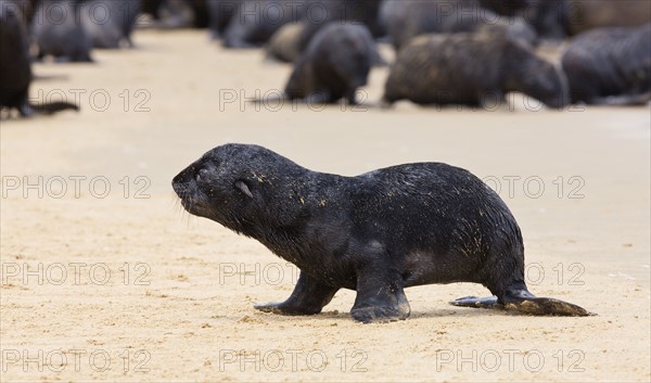 Close up of baby South African Fur Seal, Namibia, Africa. Date : 2008