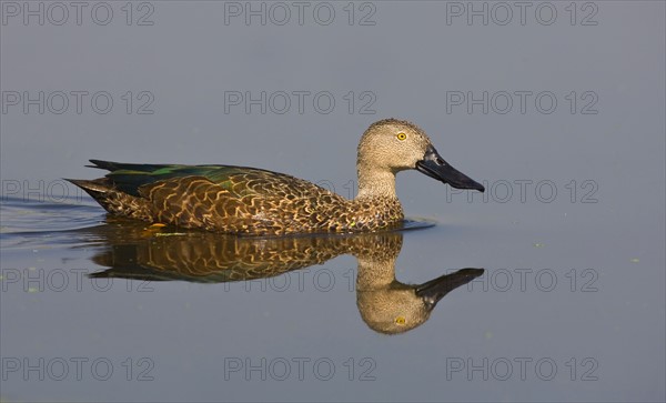Cape Shoveler swimming in water, Marievale Bird Sanctuary, South Africa. Date : 2008