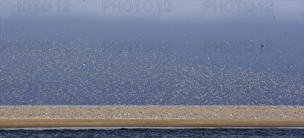 Flock of Damara Terns on coast, Namibia, Africa. Date : 2008