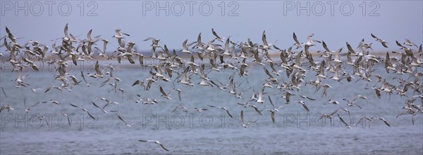 Damara Terns flying over water, Namibia, Africa. Date : 2008