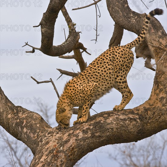 Cheetah in tree, Greater Kruger National Park, South Africa. Date : 2008