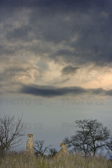 Cheetahs in tall grass, Greater Kruger National Park, South Africa. Date : 2008