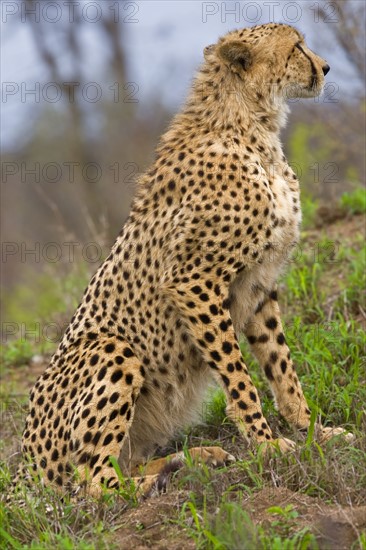 Close up of cheetah, Greater Kruger National Park, South Africa. Date : 2008