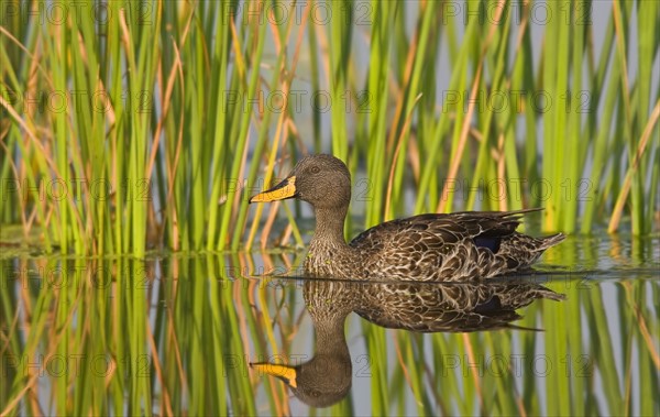 Yellow-Billed Duck swimming in water, Marievale Bird Sanctuary, South Africa. Date : 2008