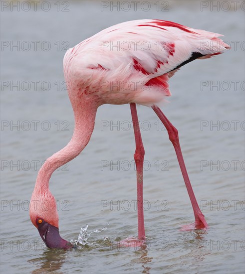 Close up of Lesser Flamingo, Namibia, Africa. Date : 2008